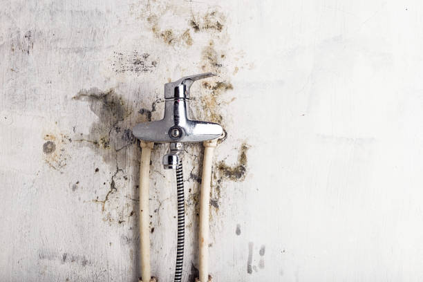 Best Residential Mold Removal  in Woodville, TX