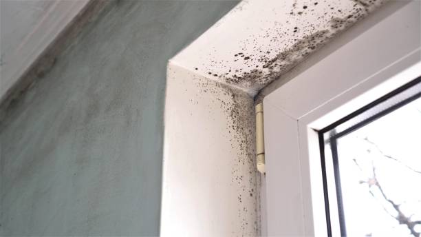 Best Mold Removal Near Me  in Woodville, TX