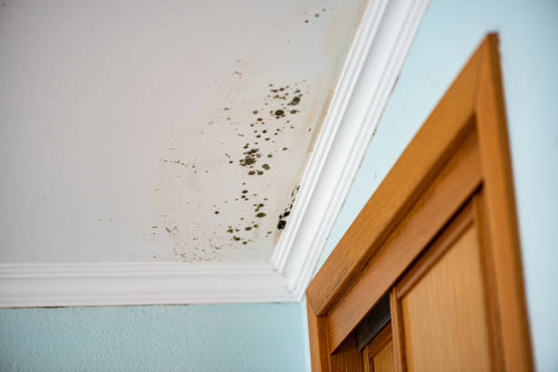 Best Toxic Mold Removal  in Woodville, TX
