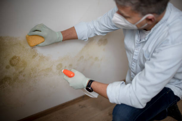 Best Mold Remediation  in Woodville, TX