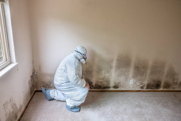 Best Fast Mold Removal  in Woodville, TX