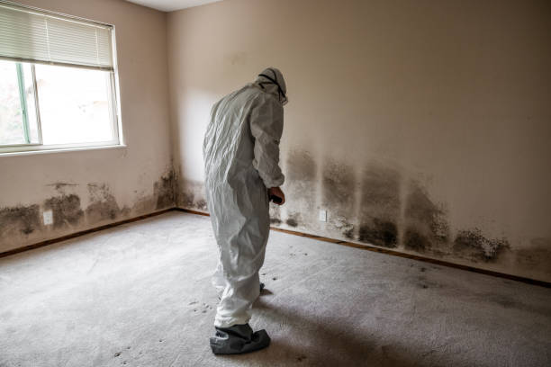 Best Commercial Mold Removal  in Woodville, TX