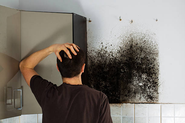 Best Black Mold Removal  in Woodville, TX
