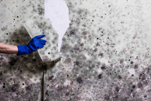 Best Professional Mold Removal  in Woodville, TX