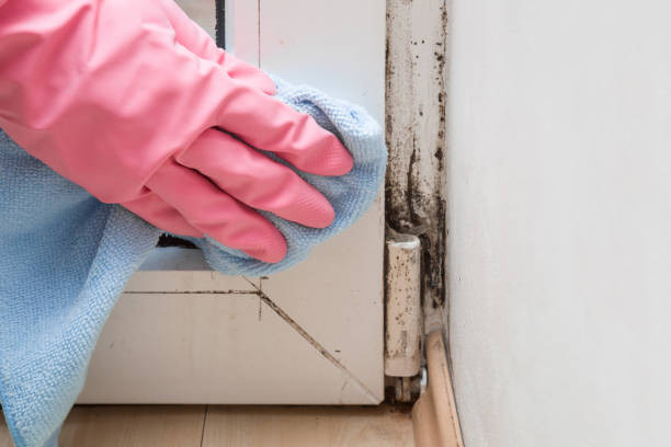 Best Commercial Mold Removal  in Woodville, TX