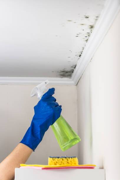 Best Mold Testing  in Woodville, TX